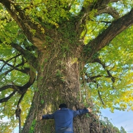 大きな樹木を見上げた様子